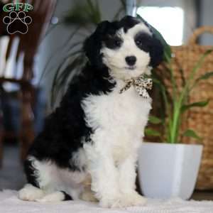Thumper, Mini Sheepadoodle Puppy